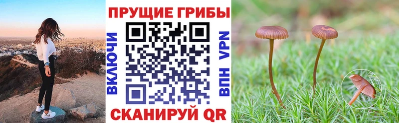 Псилоцибиновые грибы Cubensis  Нелидово 